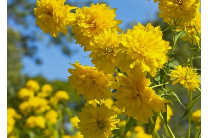 Рудбекия рассеченная.