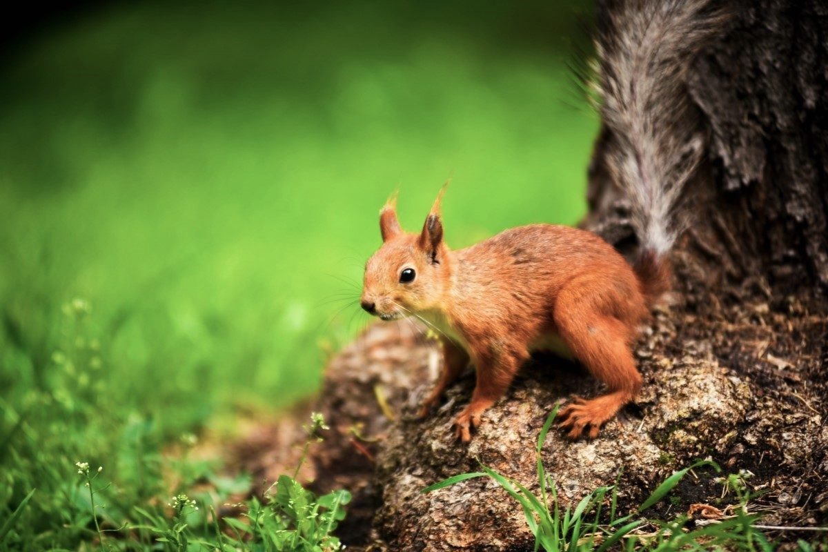 Автор: Парк Горького. Источник: moscowseasons.com