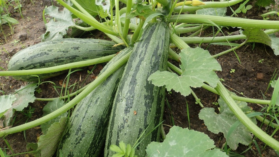Результат выращивания ранних кабачков по методу трех грядок - первый урожай на 3 недели раньше обычного срока