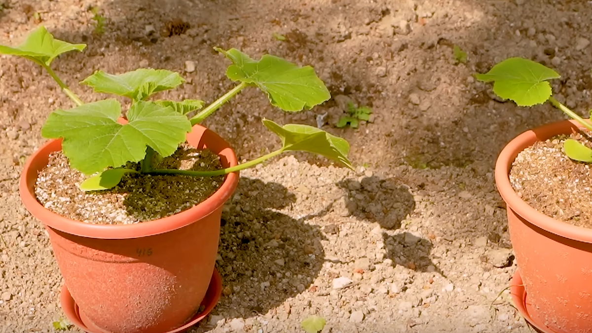 Готовая к высадке рассада. Обратите внимание на крепкие стебли и здоровые листья.