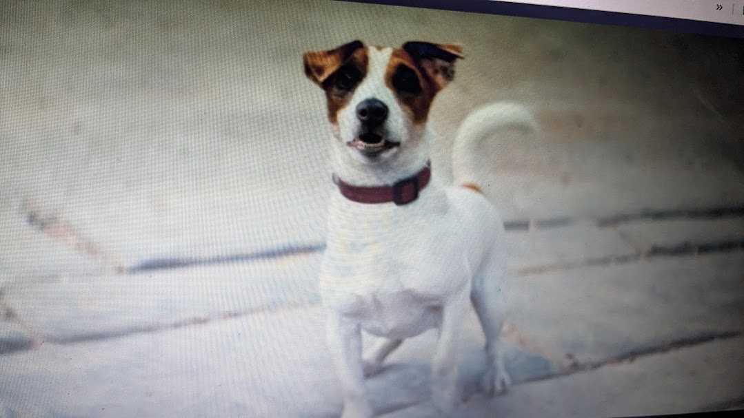 Тотошка - пес Элли, который заговорил на человеческом языке в Волшебной Стране. Кадр из фильма с экрана. 