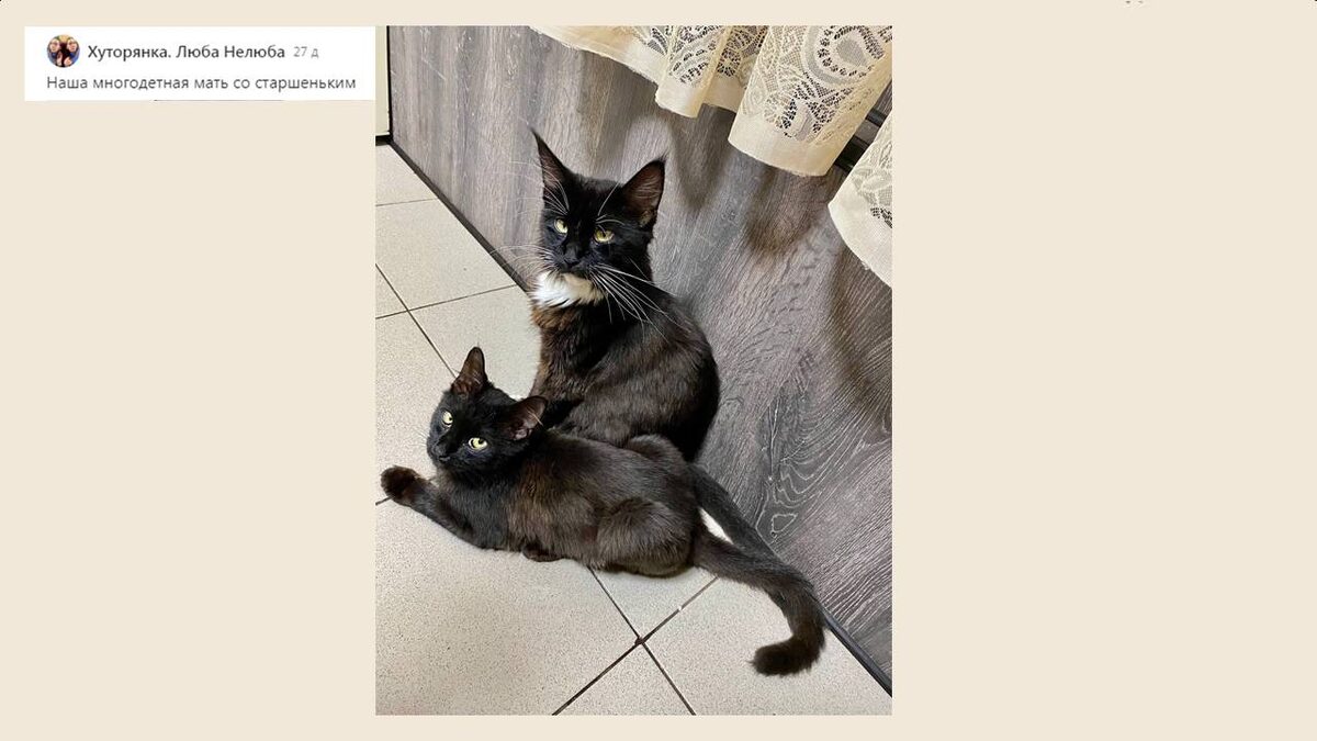 Многодетная мать с сыном от Любови. Загипнотизировали...