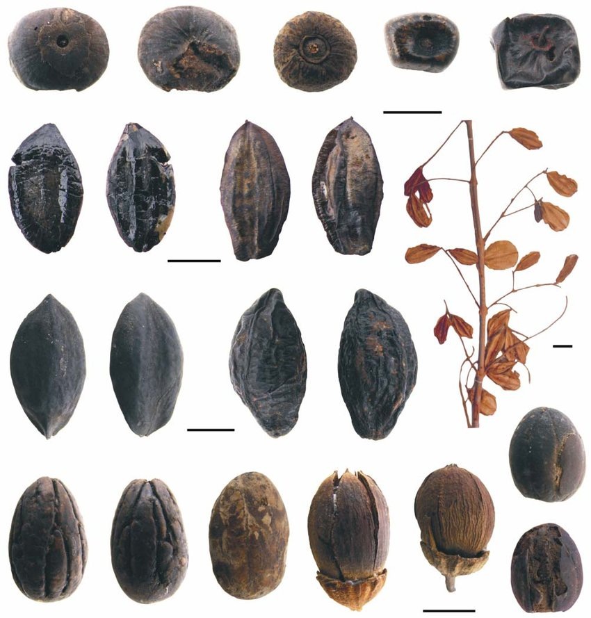 Кремниевые фрукты раннего эоцена из Vastan Mine (Surat), Gujarat, Индия