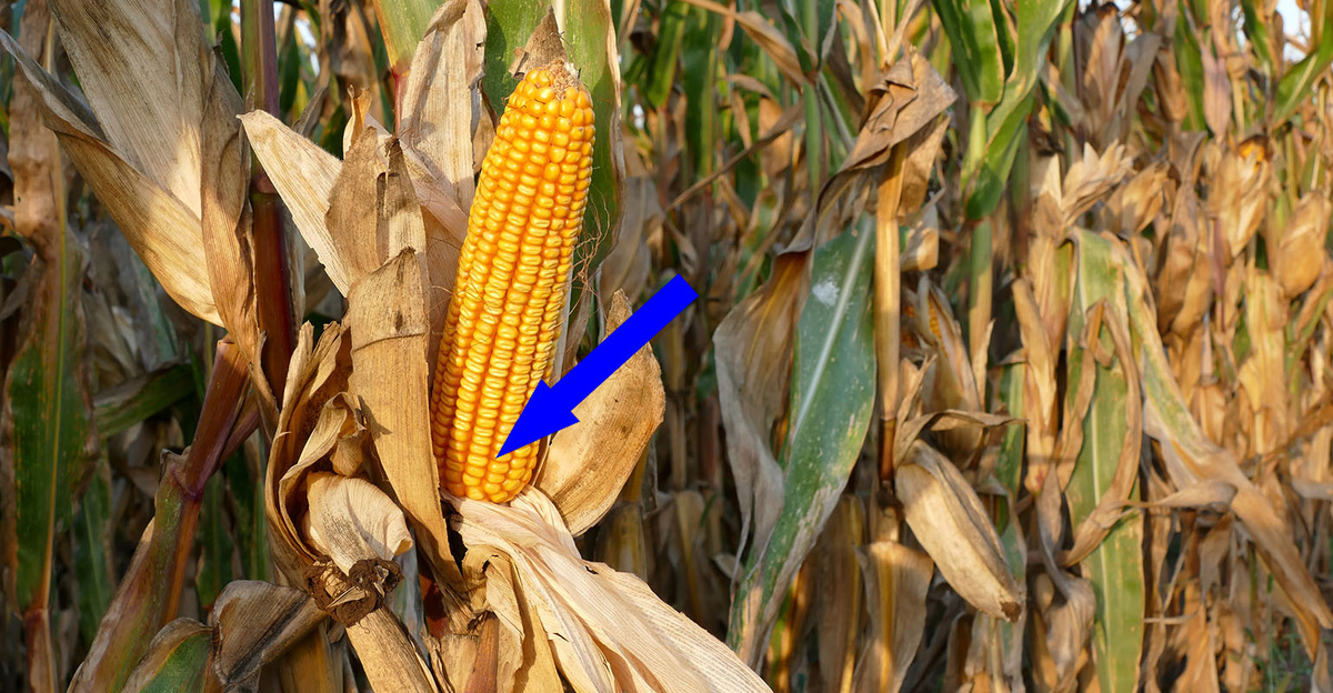    Гибридные семена: секрет урожая кукурузы 1930-х годов