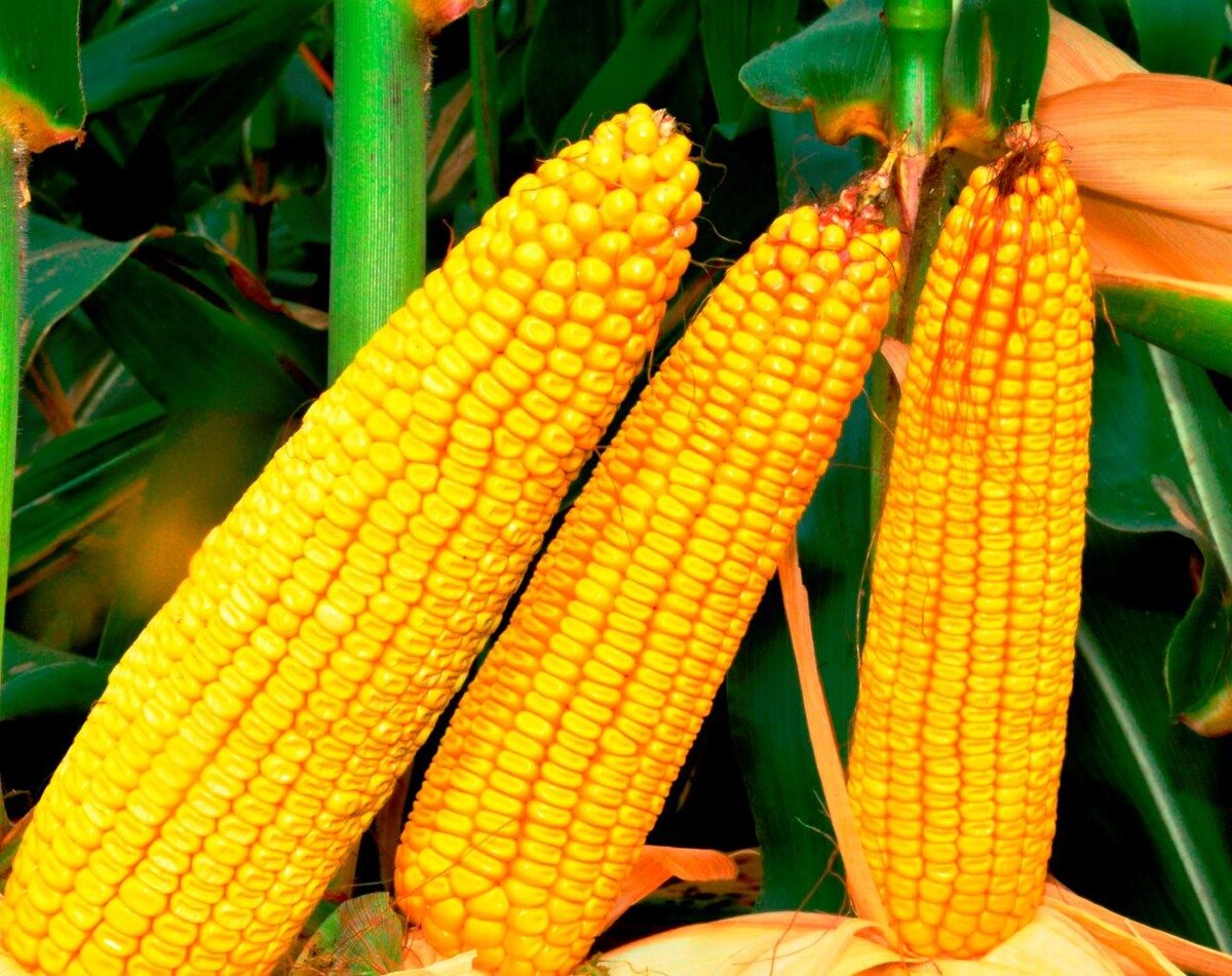    Гибридные семена: секрет урожая кукурузы 1930-х годов