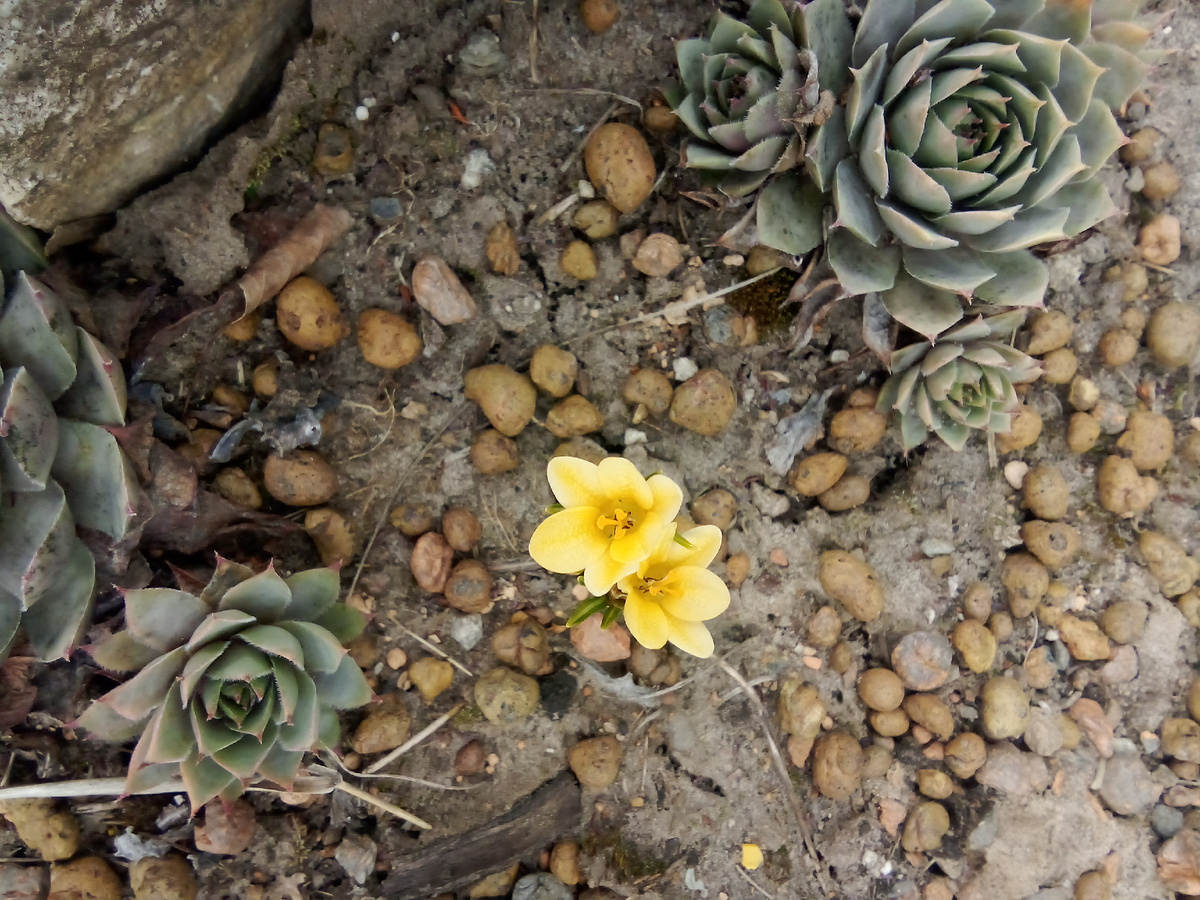 Наконец-то на Альпийской клумбе цветут желтые первоцветы! А то что-то три сорта желтых нарциссов не торопятся...