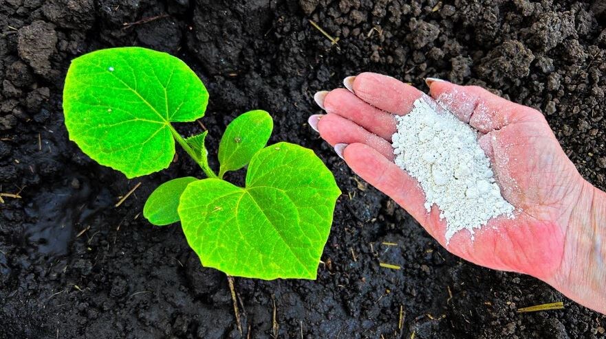 В лунку при посадке огурцов добавляю раствор. Свои огурцы в неотапливаемой теплице в мае, реально