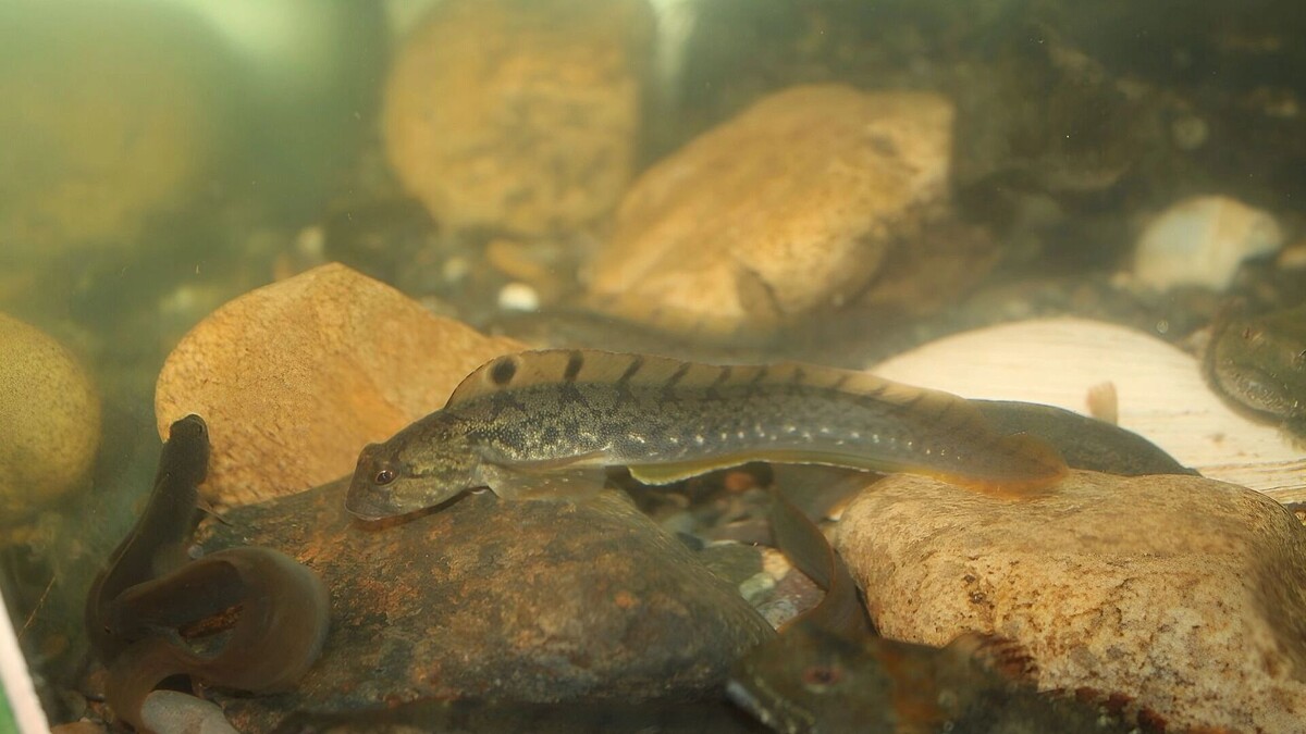     Источник: Институт биологических проблем Севера