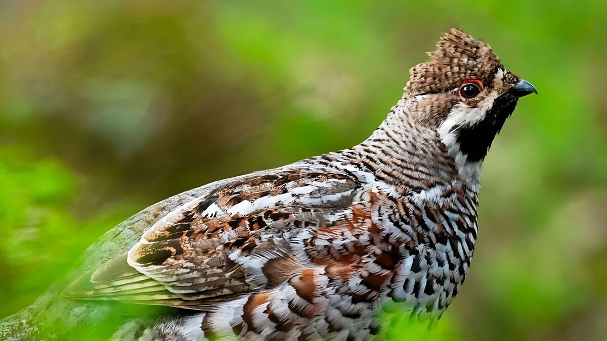     Источник: Пресс-служба губернатора и правительства Хабаровского края