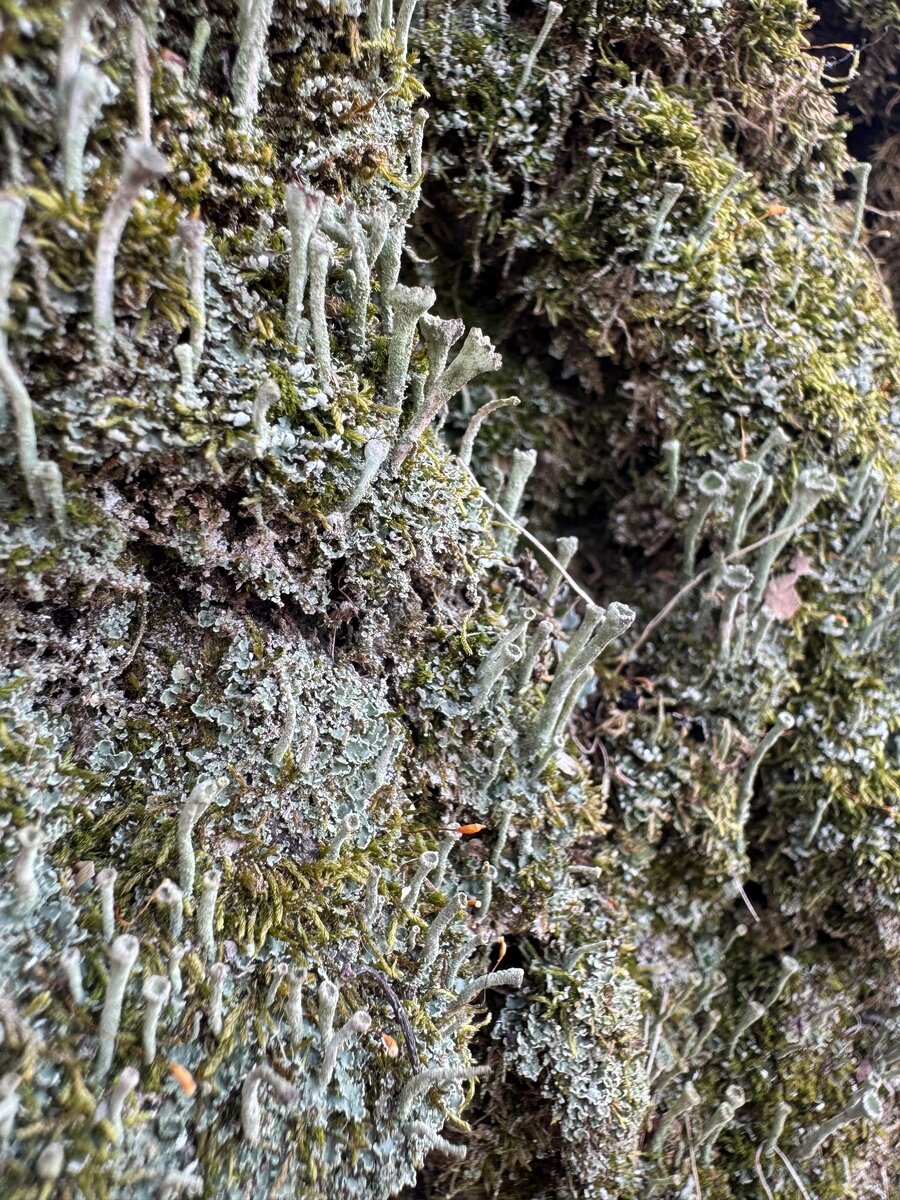 Чем не микромир? 🔎