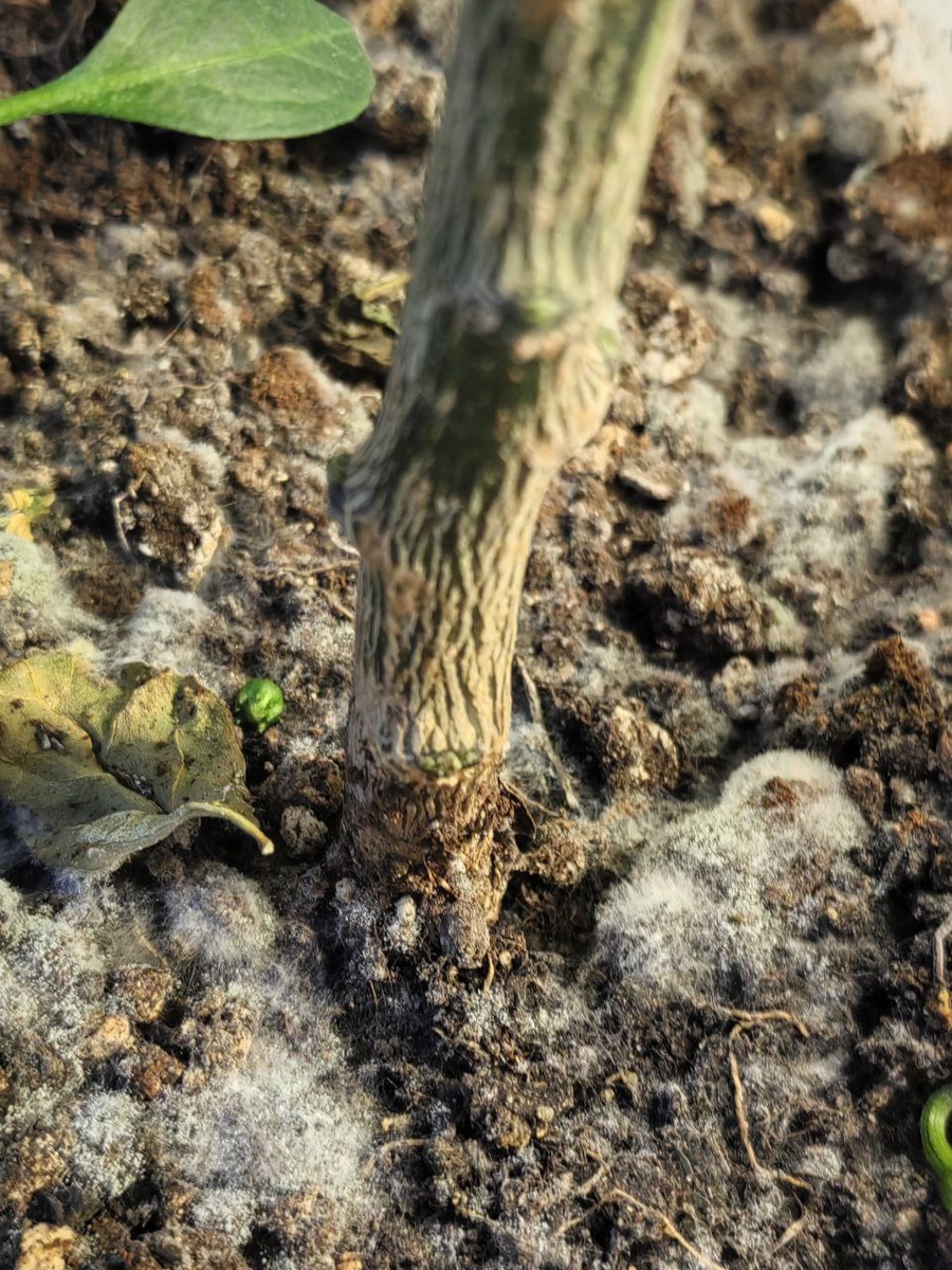 Белая, пушистая плесень. Ещё хорошо бы убирать опавшие листья.