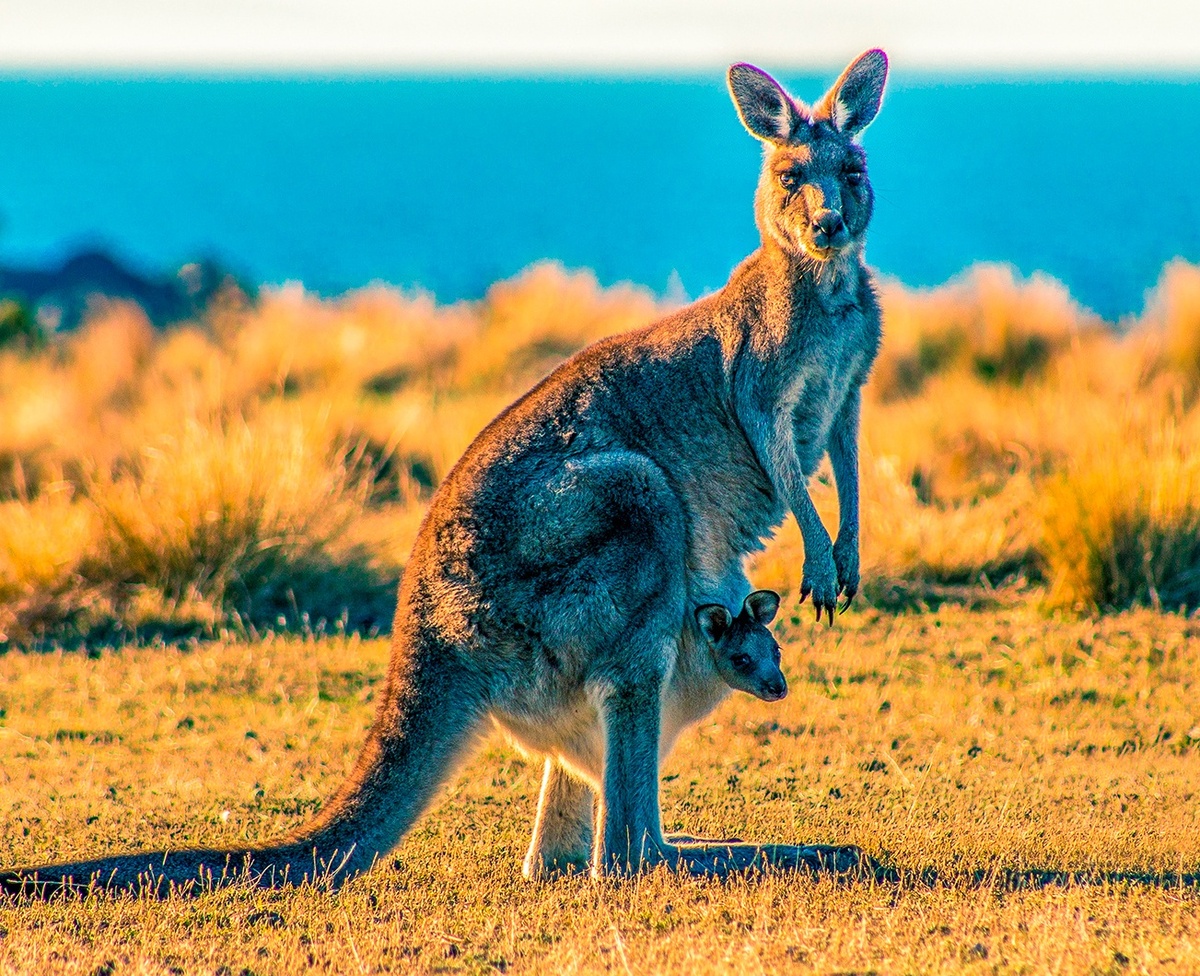 От кенгуру зверь отличался хвостом, мордой, цветом и строением кистей и стоп. (Фото: tv.mail.ru).
