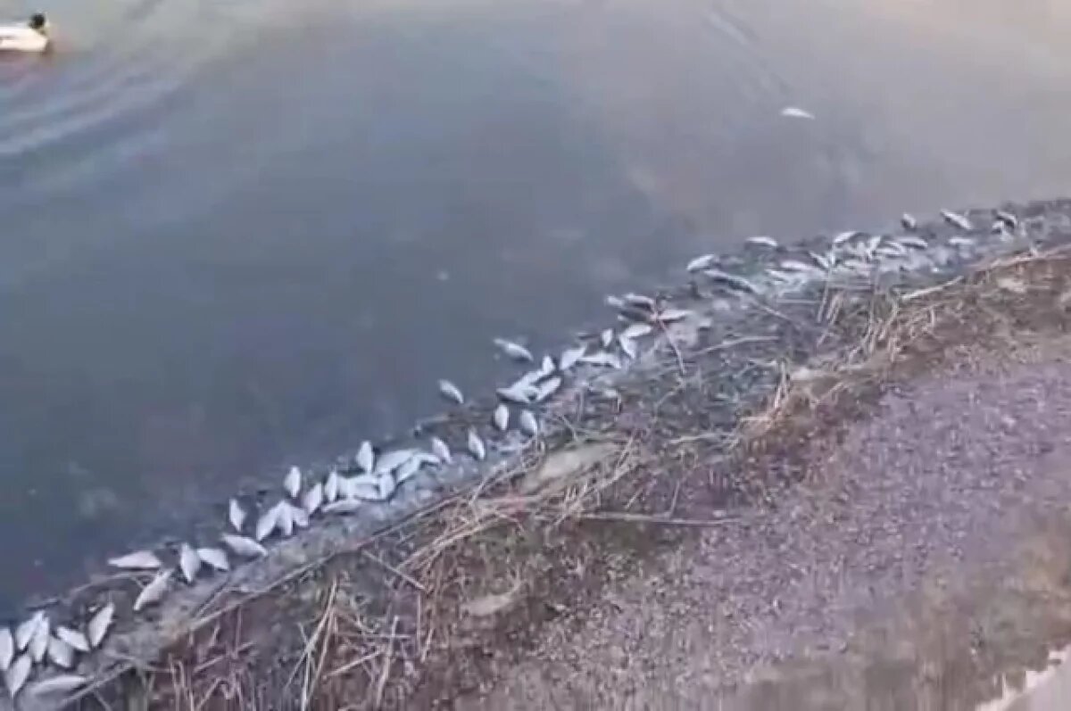    В Находке нашли виновника массовой гибели рыбы в озере Солёном