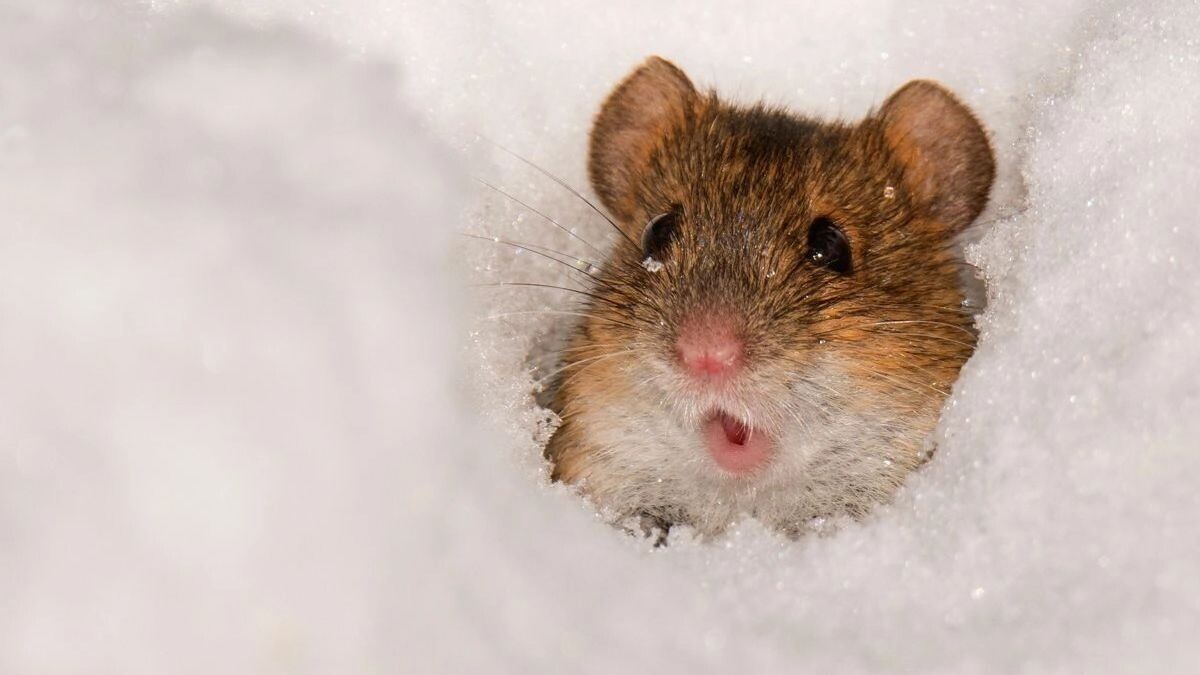     Источник: Пресс-служба Управления охотничьего хозяйства правительства Хабаровского края