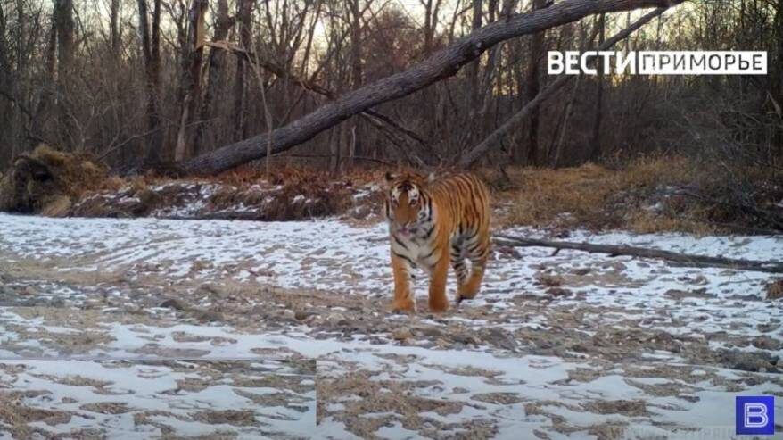    Источник фото: //t.me/prim_mother