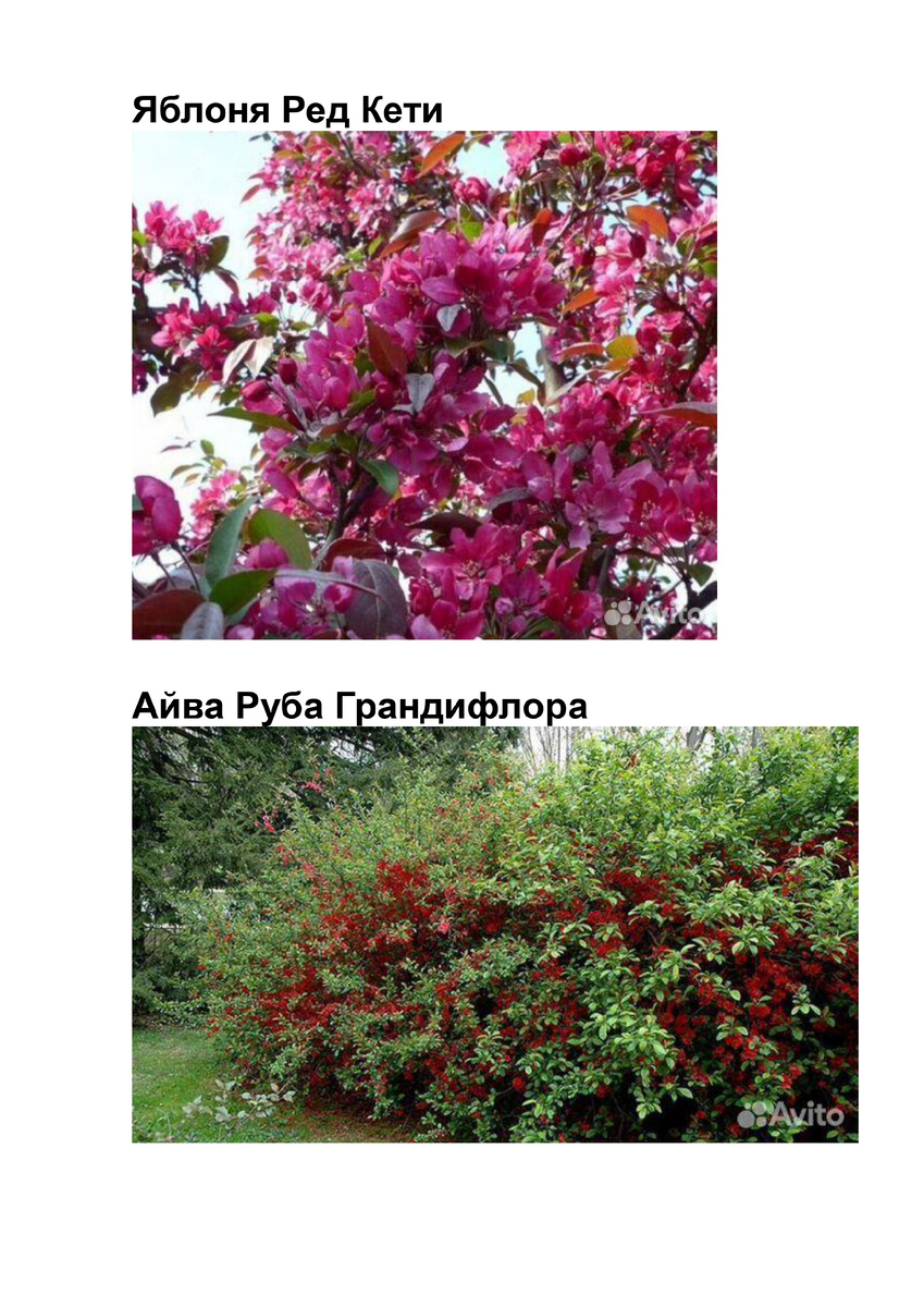 Такие растения я заказала