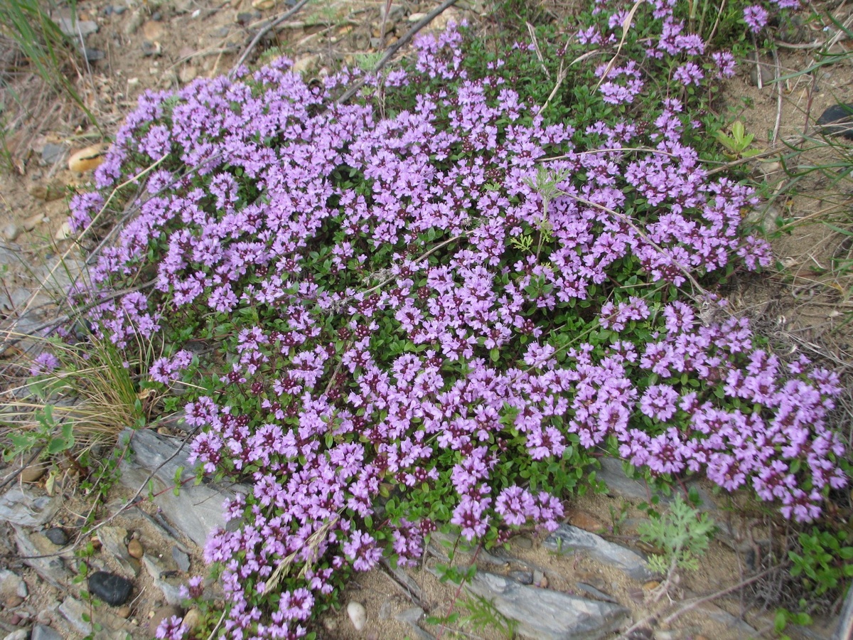 Тимьян енисейский
Фото: СибБС ТГУ