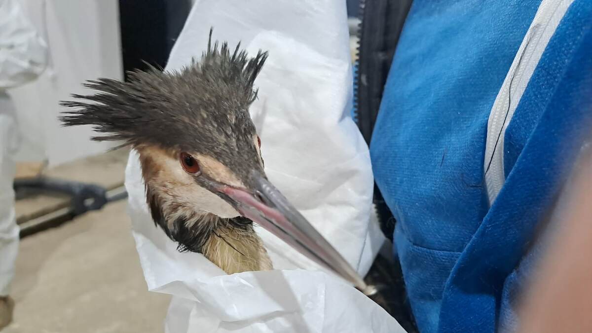 Чомга (большая поганка)
Фото: Сергей Гашков