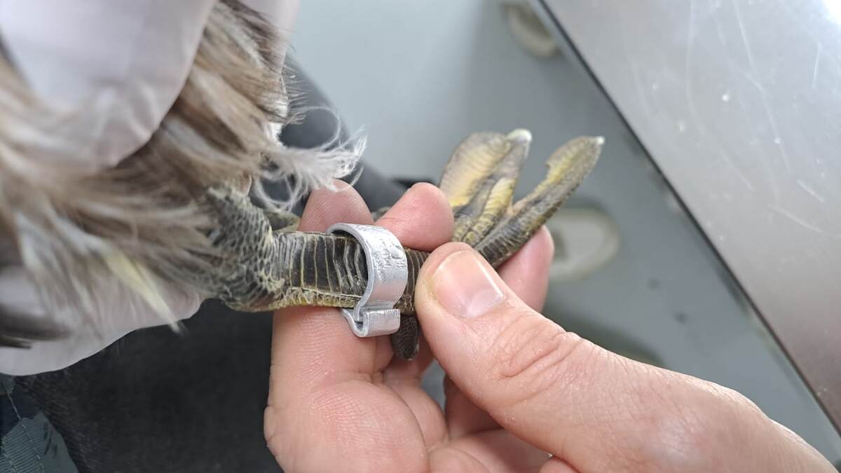 Кольцевание пострадавших птиц
Фото: Сергей Гашков