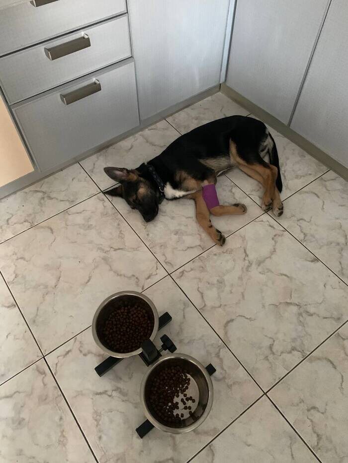 Гаврюша поел и уснул