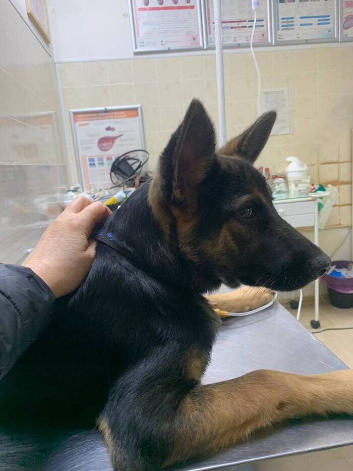 Гаврюша у ветеринара