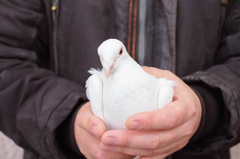   Ольга Григорьева