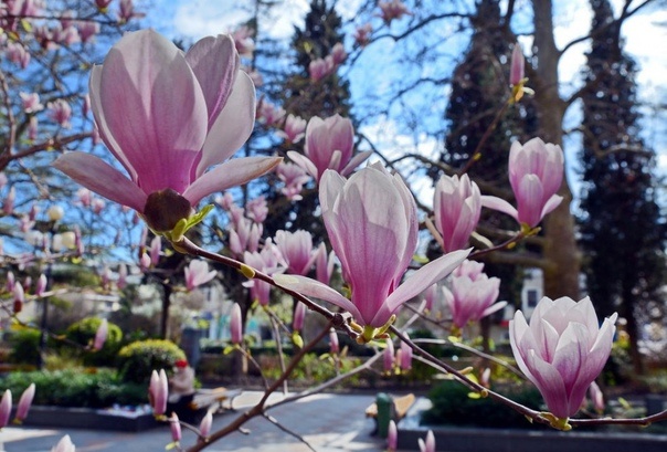 Из открытого доступа в сети