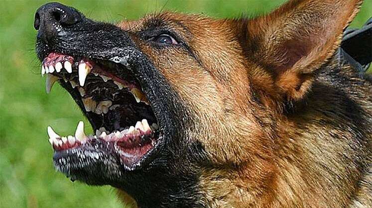     И их почистят