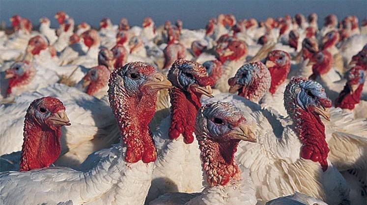     Дошли до родительского стада