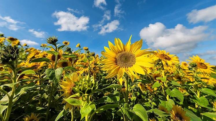    TASS Масличные культуры — самые рентабельные в растениеводстве, поэтому несколько лет подряд их производство росло