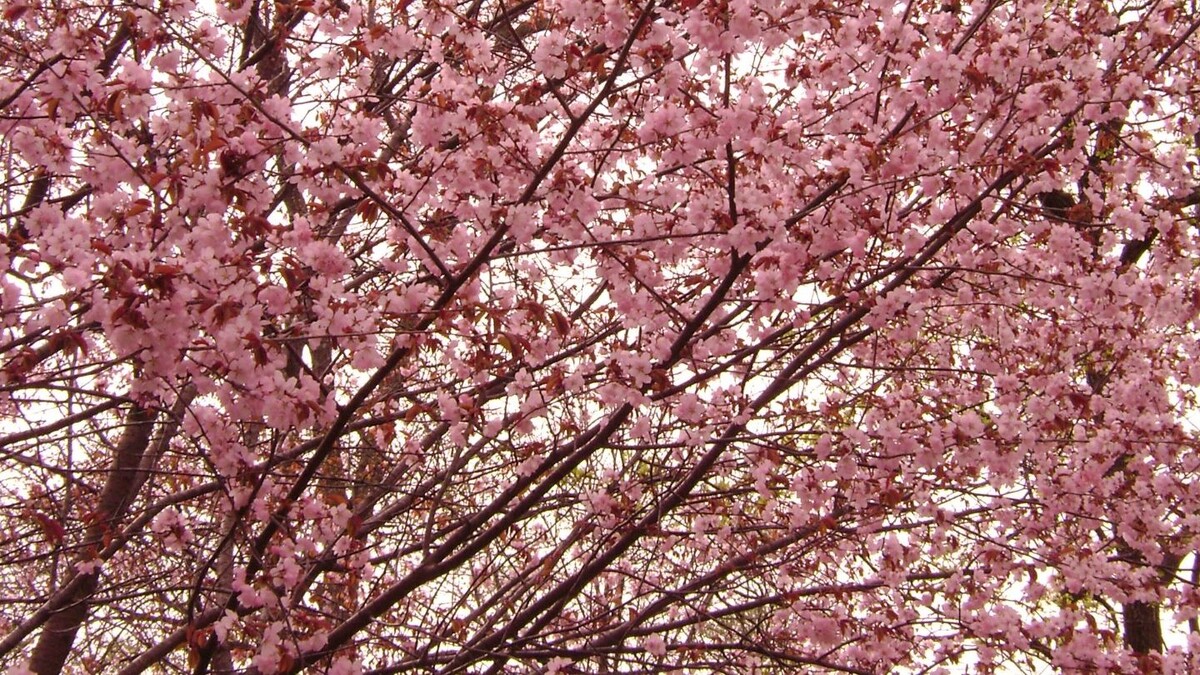     Источник: vostokmedia.com