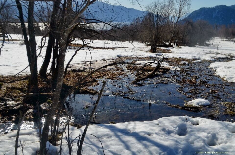    Весеннее пробуждение в Алтайском заповеднике. Источник: Олег Митрофанов