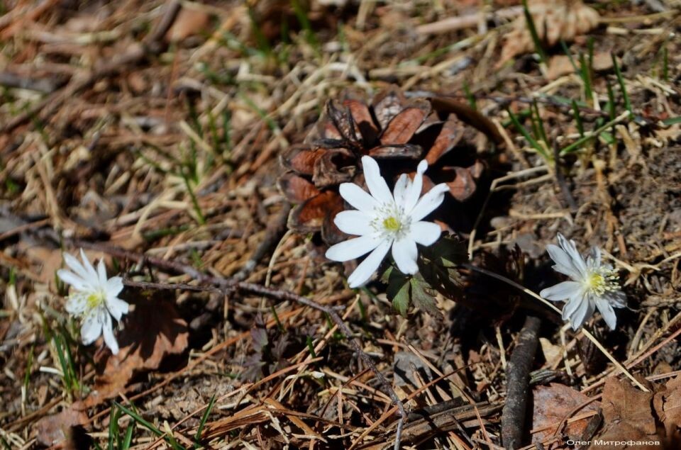    Весеннее пробуждение в Алтайском заповеднике. Источник: Олег Митрофанов