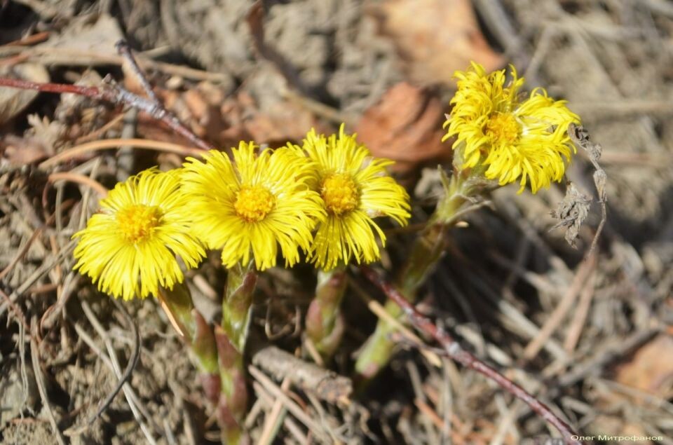    Весеннее пробуждение в Алтайском заповеднике. Источник: Олег Митрофанов