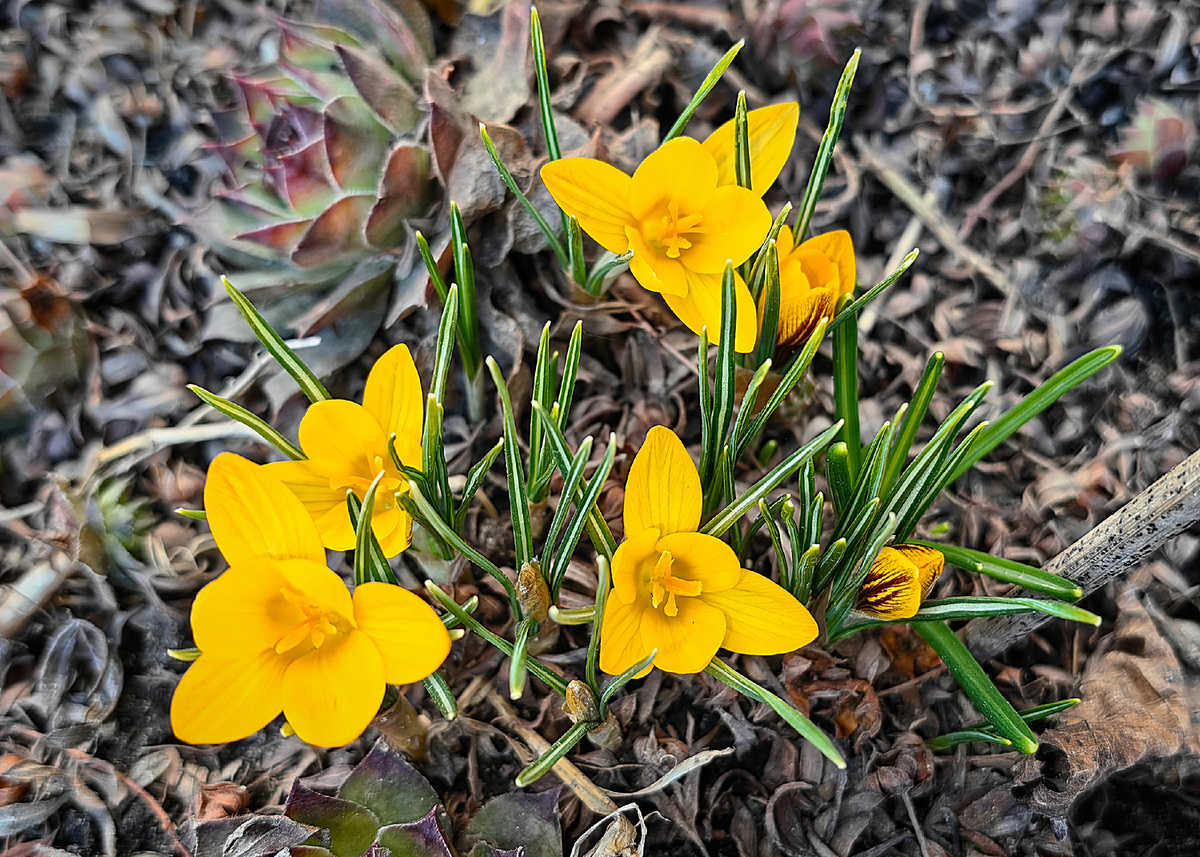 Расцвели жёлтые крокусы "Джипси Гёрл" 
