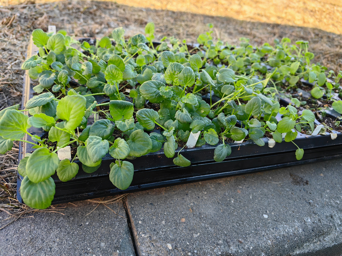 Рассада анютины глазок