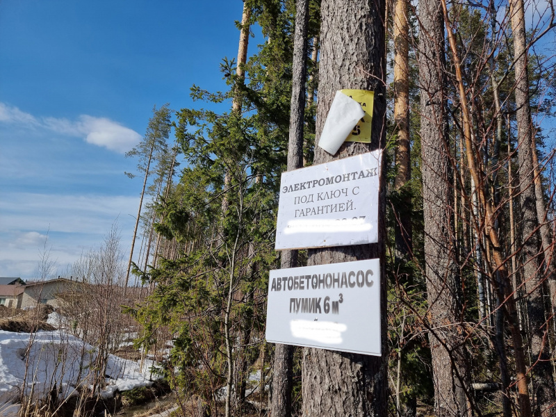    Рабочие приколачивают гвоздями рекламу к стволам деревьев в ПетрозаводскеИрина Яковлева / Фактор