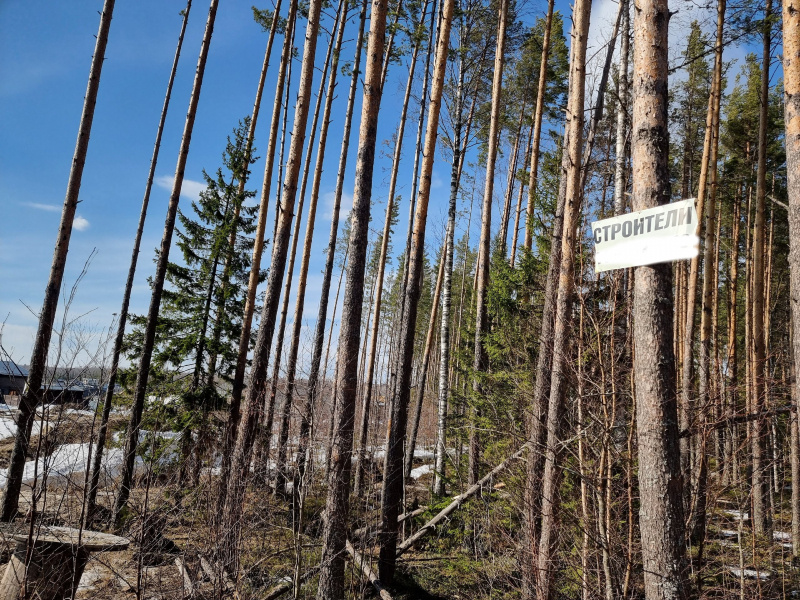    Рабочие приколачивают гвоздями рекламу к стволам деревьев в ПетрозаводскеИрина Яковлева / Фактор