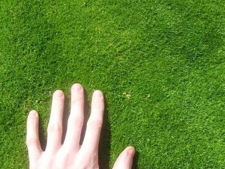 Мшанка - идеальный газон для ленивых садоводов