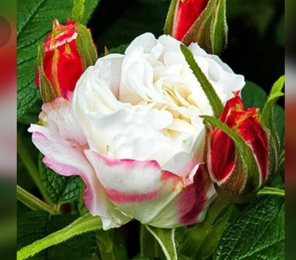 Очумелые мои ручки. Утащила фото из рекламы Дзена. 