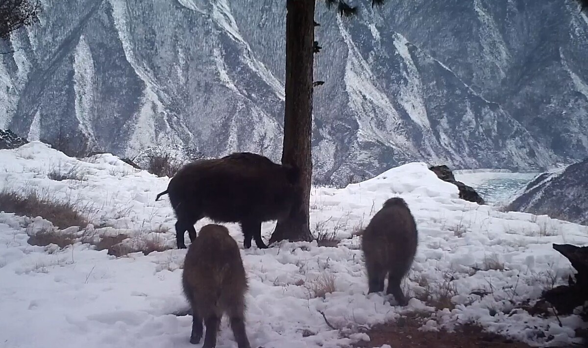     В заповеднике на юге Красноярского края фотоловушка запечатлела стадо кабанов