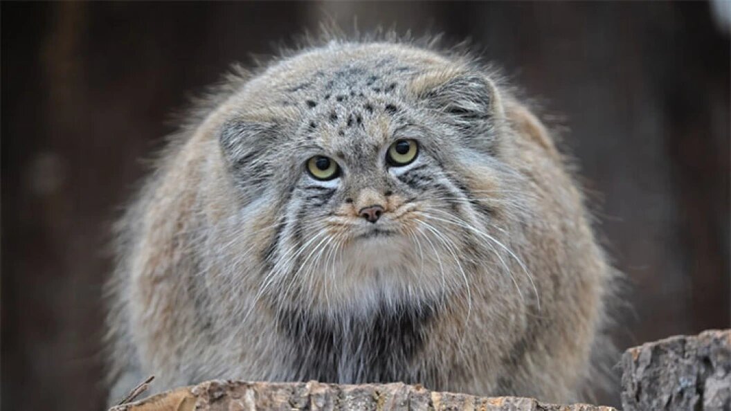    ФОТО: Михаила Солдатенкова предоставлено Ленинградским зоопарком.