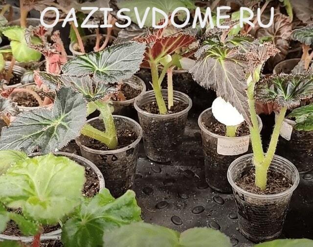 На фото укоренение черенков бегонии