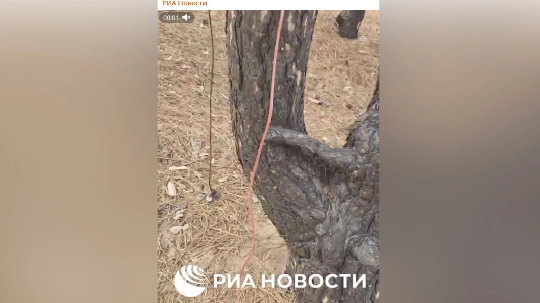    ФОТО: кадр видео РИА Новости.