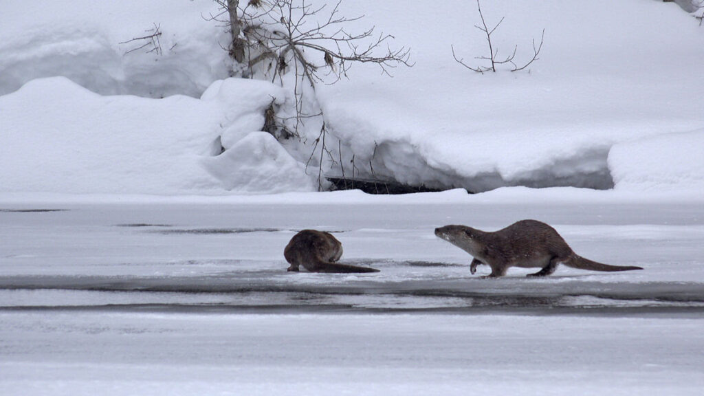    Фото: Виктор Семенов Полина Анкушина