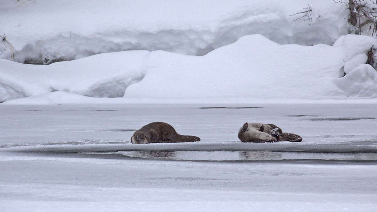    Фото: Виктор Семенов Полина Анкушина