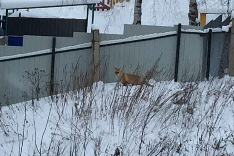 Эта лисица, бродившая по центру Кррасноуфимска несколько лет назад, оказалась зараженной бешенством