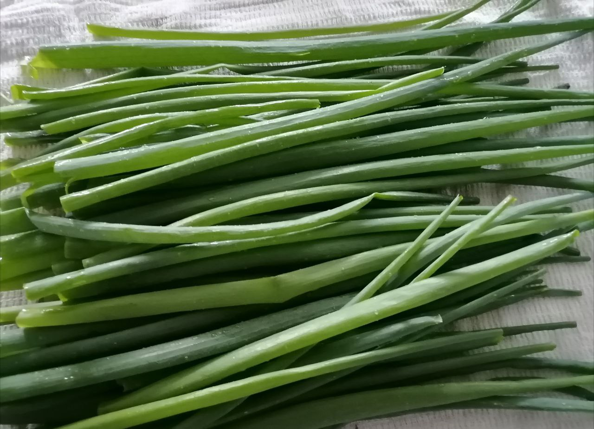 Зелень батуна из семян, фото автора