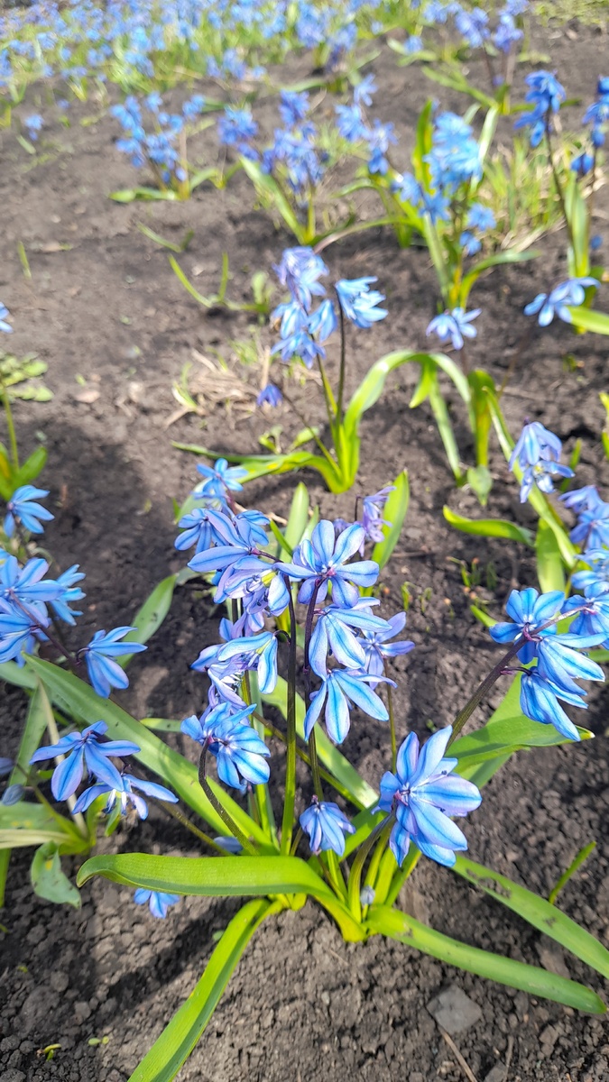 Вот такая милота у меня в саду растёт, любоваться несколько раз выходила . воскресенье было солнечное но ветер холодный а сегодня дождь ☔ вот такая весенняя погодка ☀️ 🌧️☔🥰🥰🥰