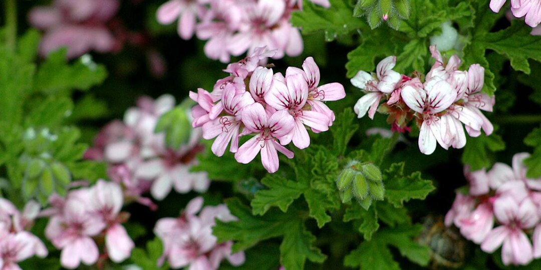 Весна для герани: факторы, способствующие её активному росту